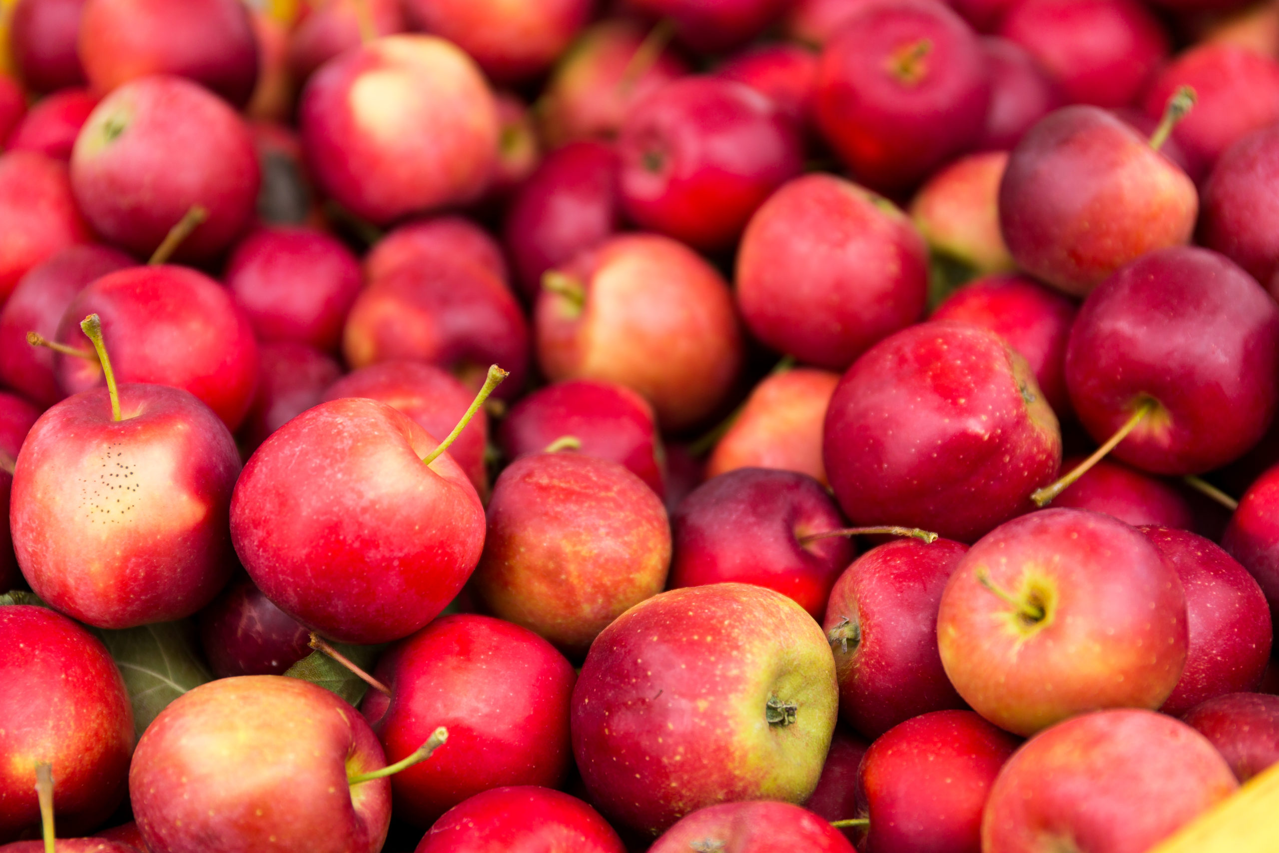Healthy Habits Business Owner
